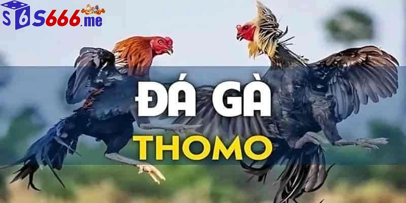 Đá Gà Thomo S66