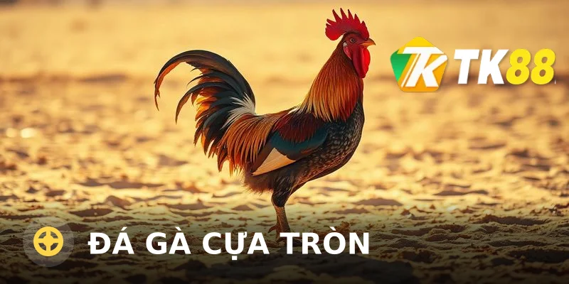 Đá gà cựa tròn: Kinh nghiệm chơi và luật cơ bản