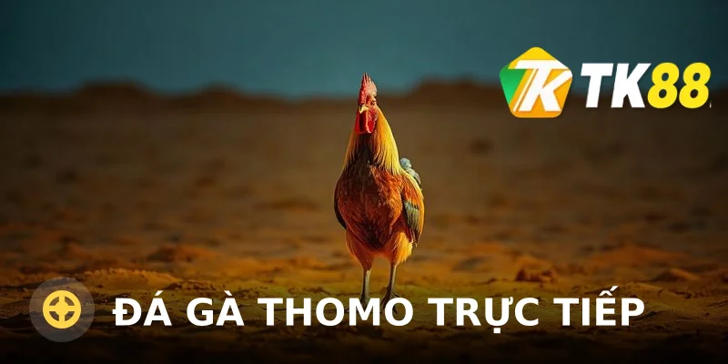 Đá gà Thomo trực tiếp: Kinh nghiệm xem và cá cược