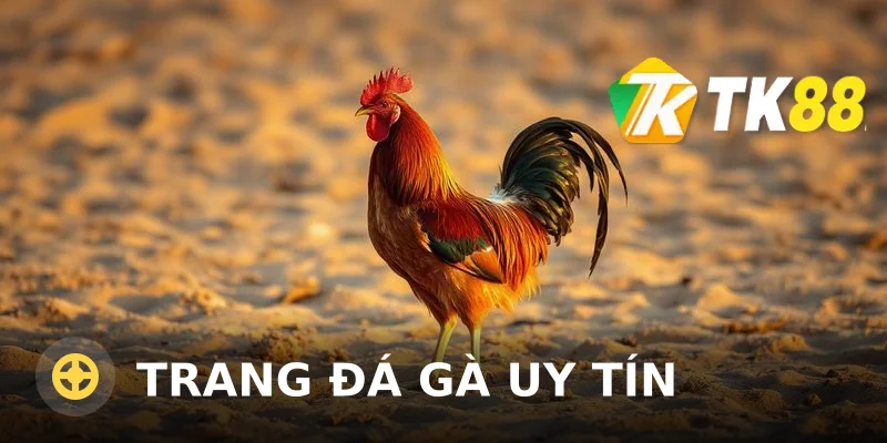 Trang Đá Gà Uy Tín TK88 – Đánh Giá & Kinh Nghiệm Chọn