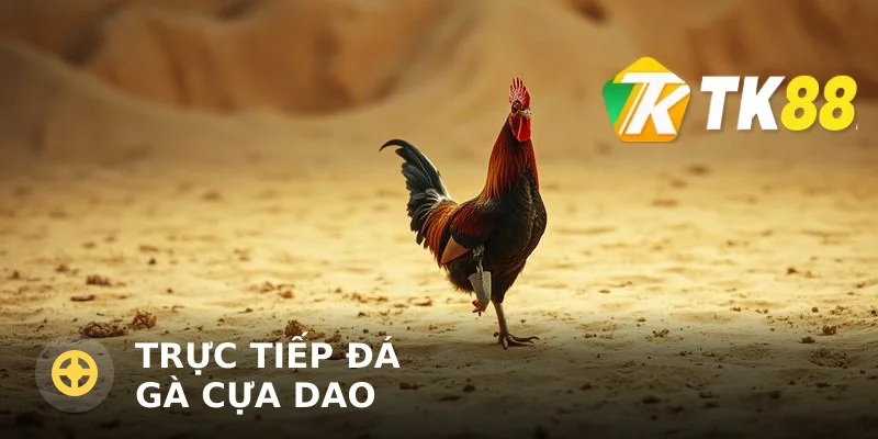 Trực tiếp đá gà cựa dao: Kinh nghiệm xem và bắt kèo
